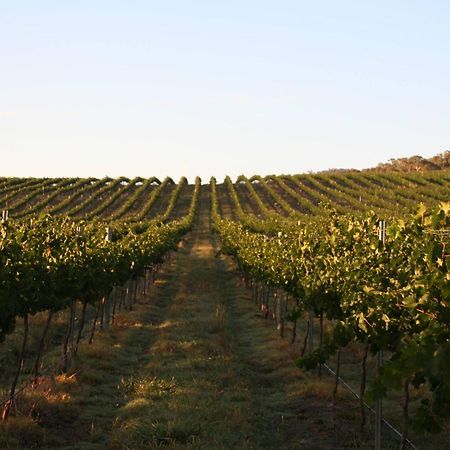 Mayfield Vineyard Orange Dış mekan fotoğraf