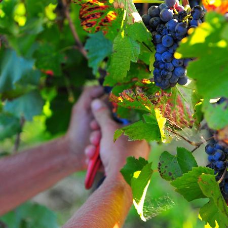 Mayfield Vineyard Orange Dış mekan fotoğraf