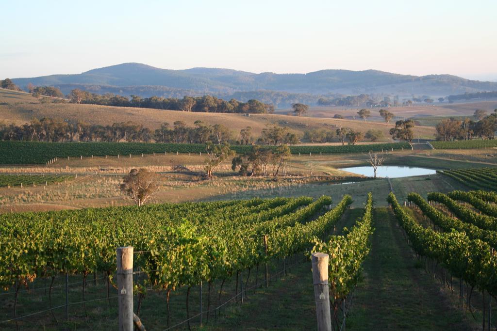 Mayfield Vineyard Orange Dış mekan fotoğraf