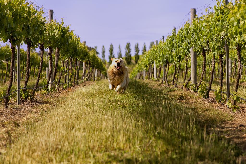 Mayfield Vineyard Orange Dış mekan fotoğraf