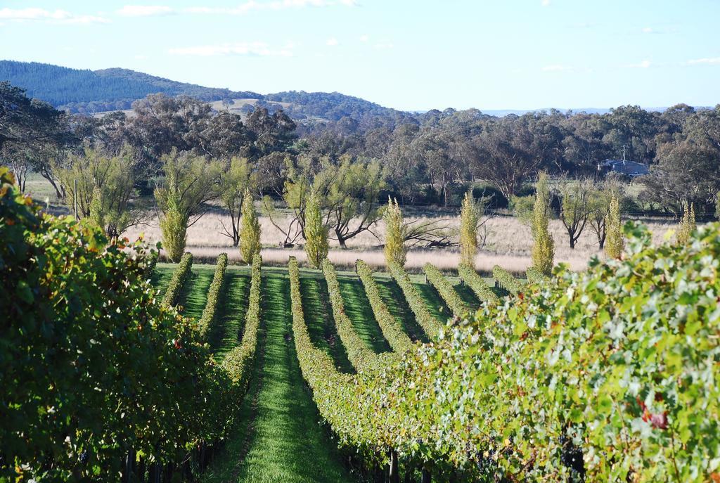 Mayfield Vineyard Orange Dış mekan fotoğraf