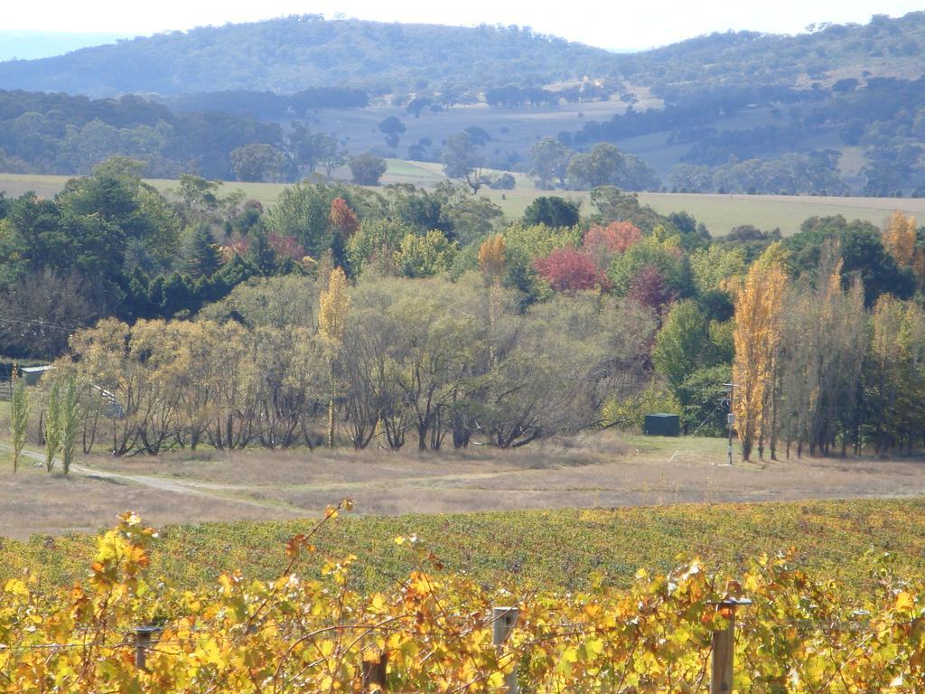 Mayfield Vineyard Orange Dış mekan fotoğraf