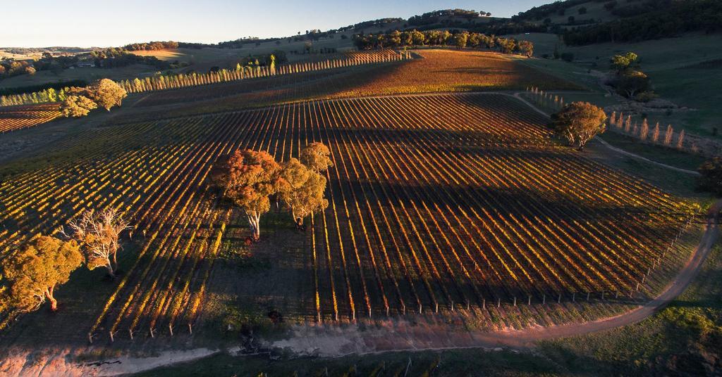 Mayfield Vineyard Orange Dış mekan fotoğraf