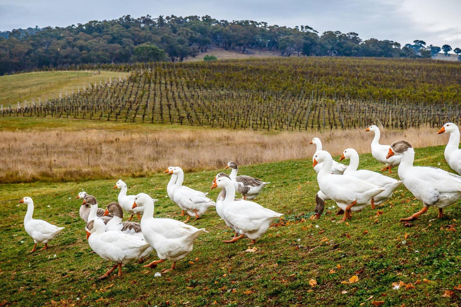 Mayfield Vineyard Orange Dış mekan fotoğraf