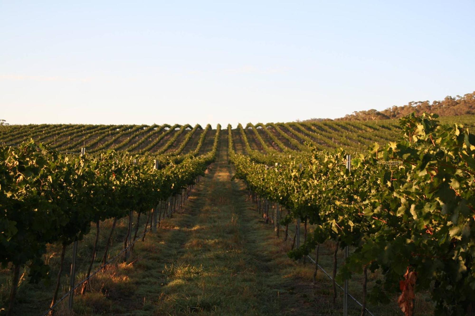 Mayfield Vineyard Orange Dış mekan fotoğraf