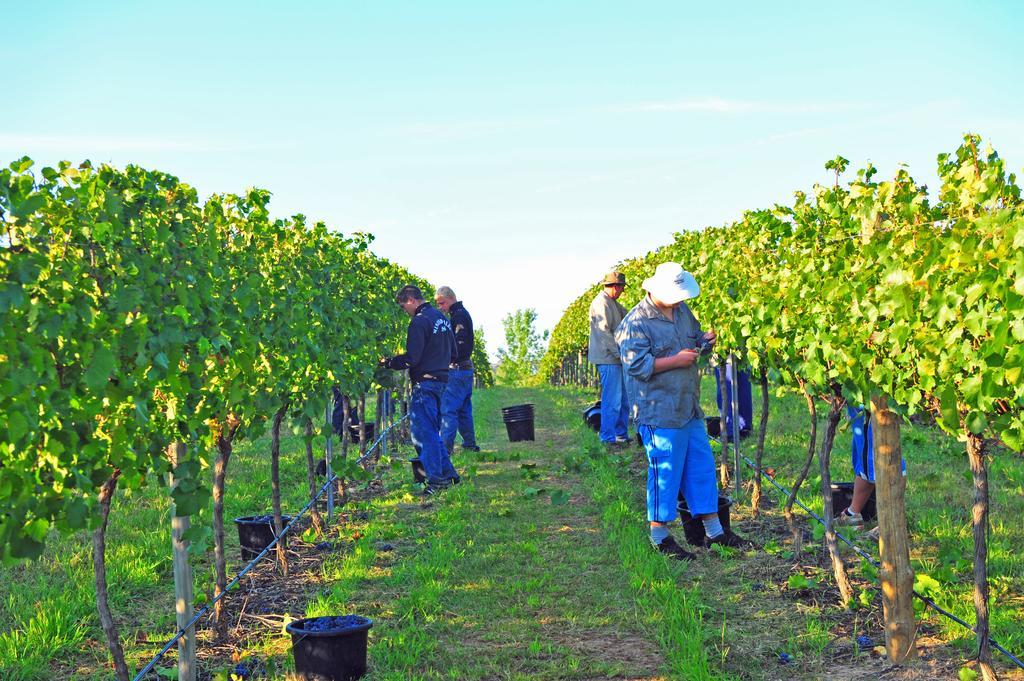 Mayfield Vineyard Orange Dış mekan fotoğraf