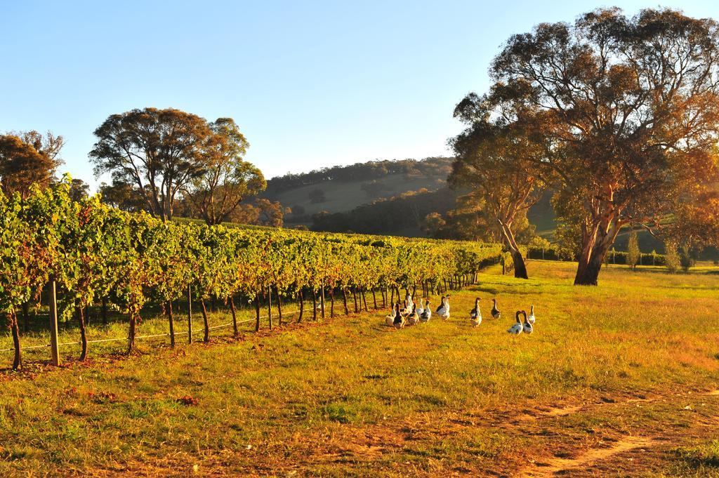 Mayfield Vineyard Orange Dış mekan fotoğraf