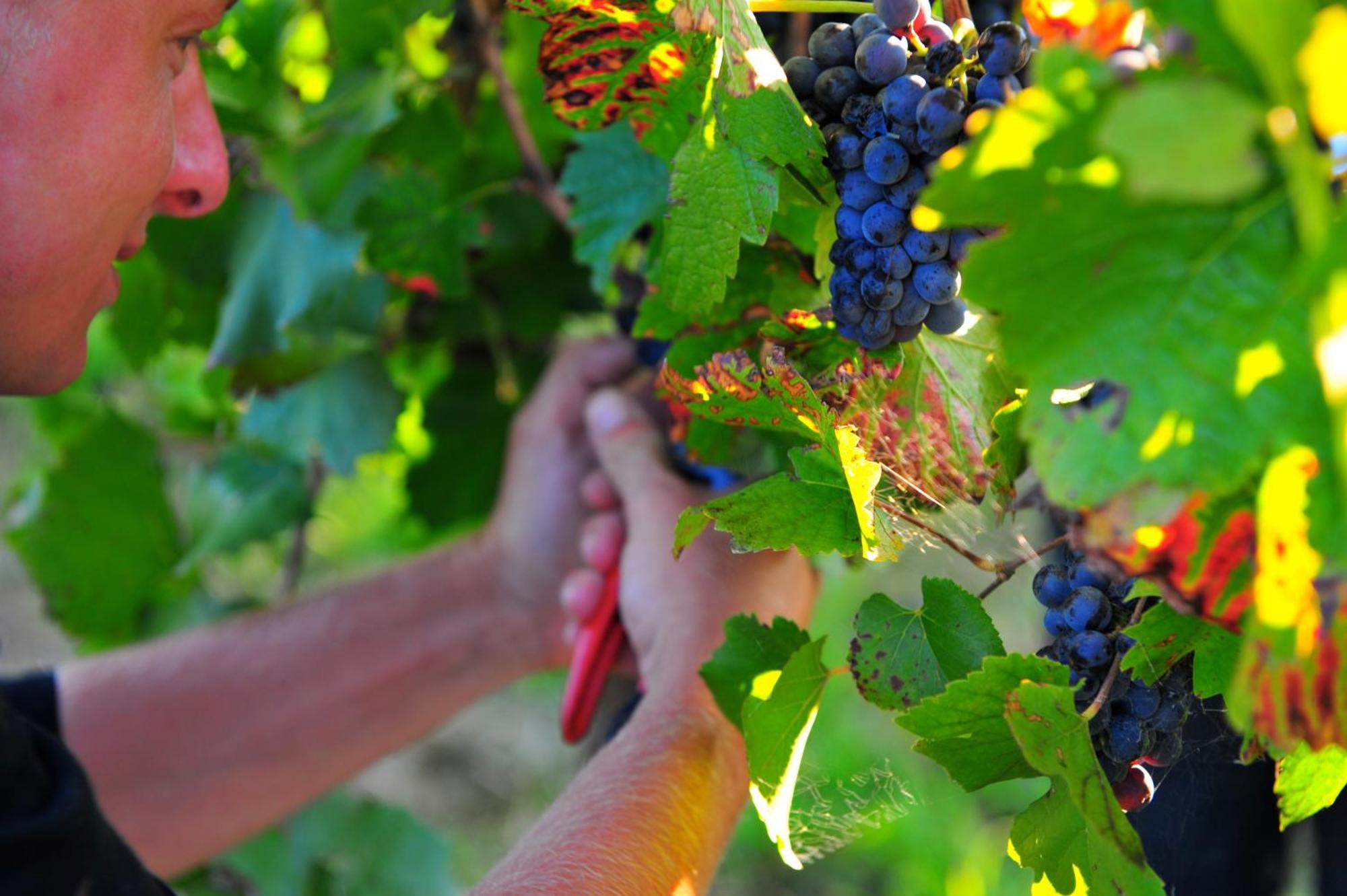 Mayfield Vineyard Orange Dış mekan fotoğraf