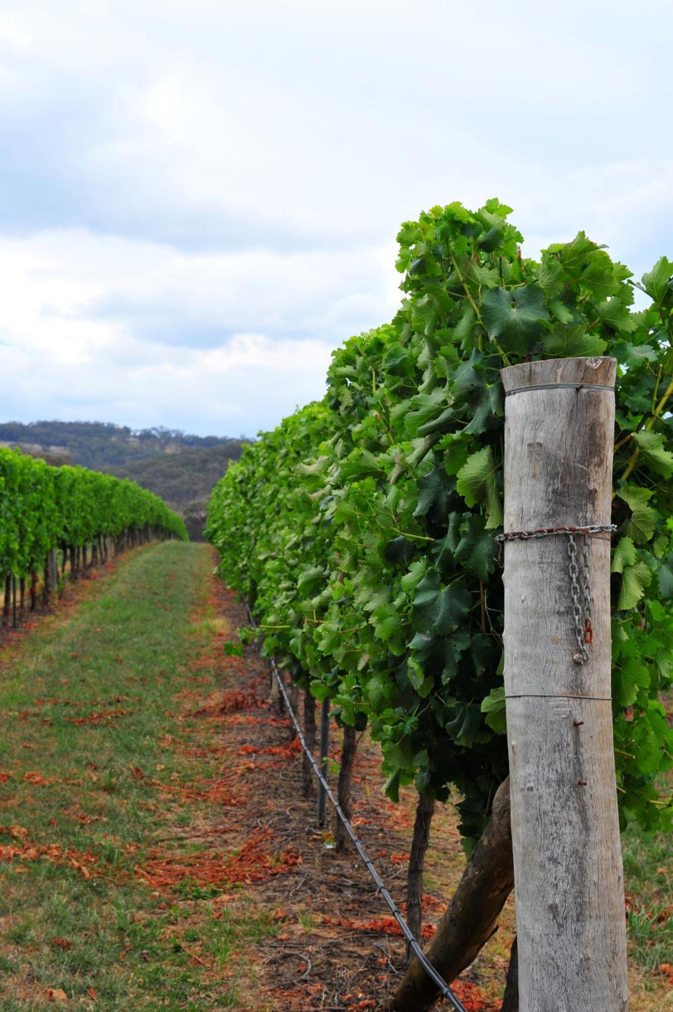Mayfield Vineyard Orange Dış mekan fotoğraf